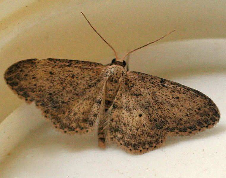 1707 Small Dusty Wave